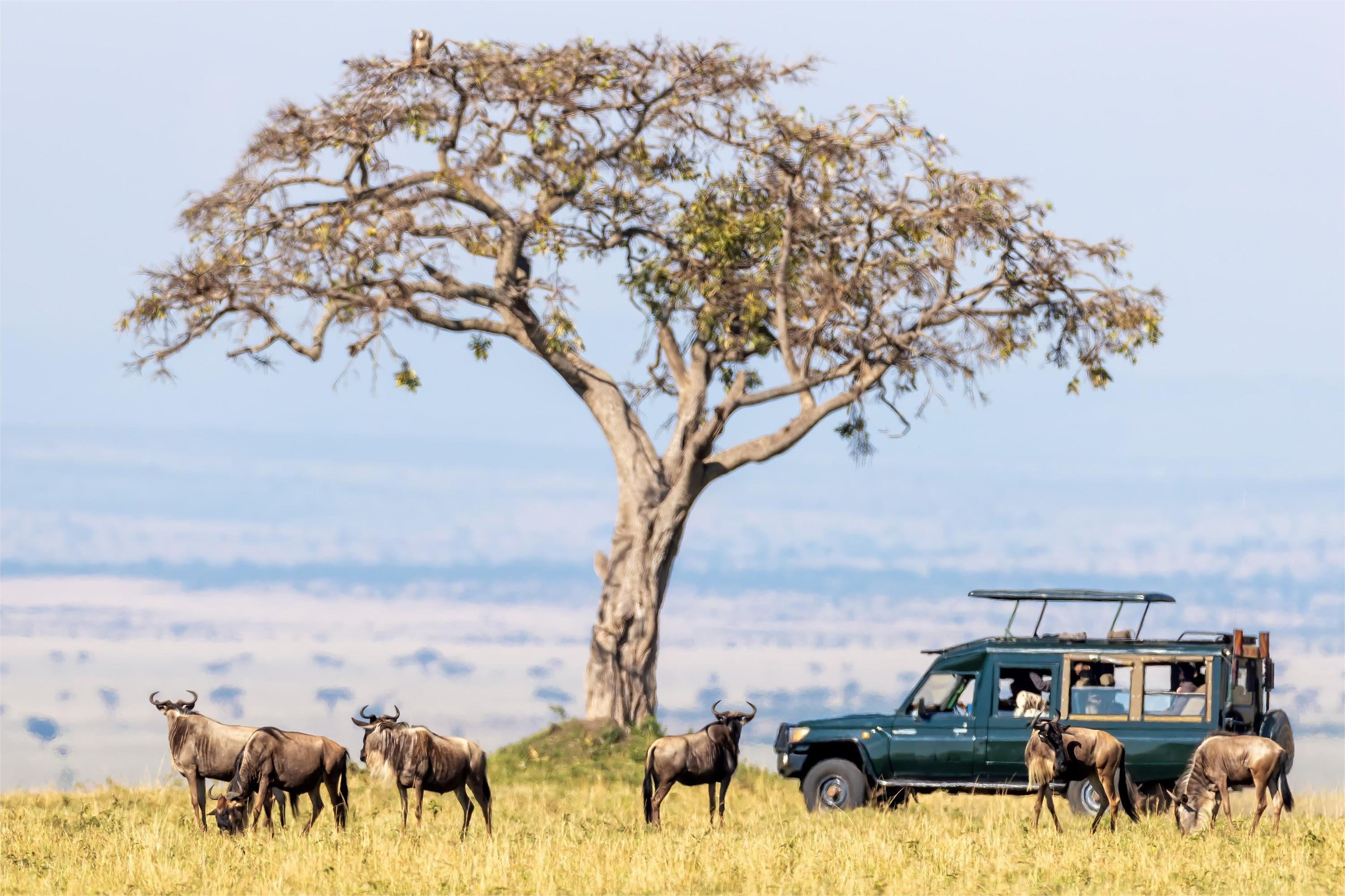 아프리카에서 원활한 연결성 발휘: 2024년 eSIM 케냐의 강력한 성능을 경험해 보세요